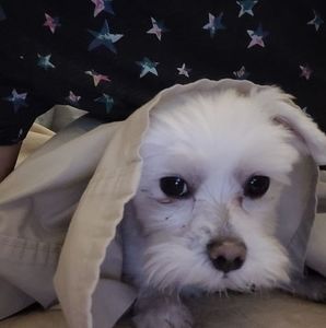 Meet your Posher, Darla